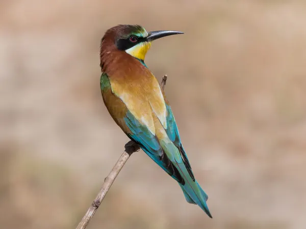Abejaruco europeo