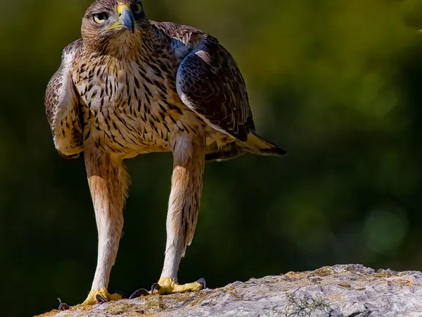 Águila perdicera