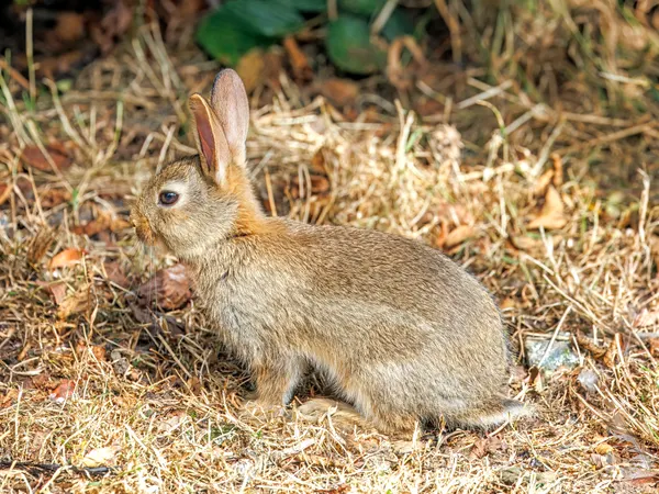 Conejo