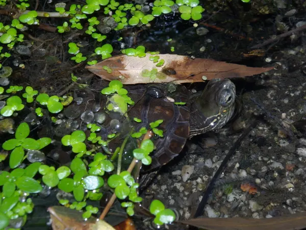 Galápago leproso