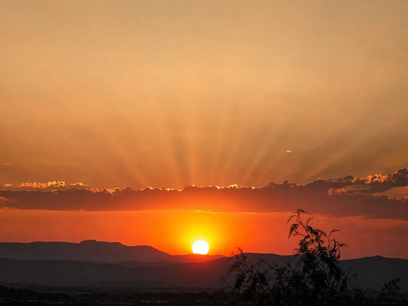 Rayos de sol al atardecer entre los pinos
