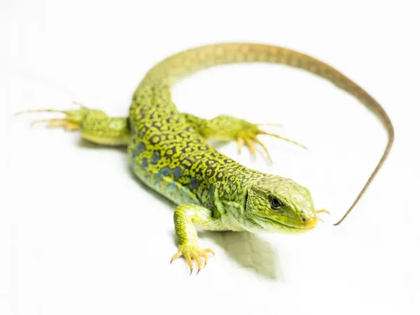 Lagarto ocelado