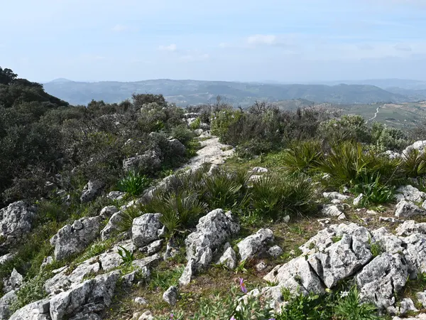 Palmito