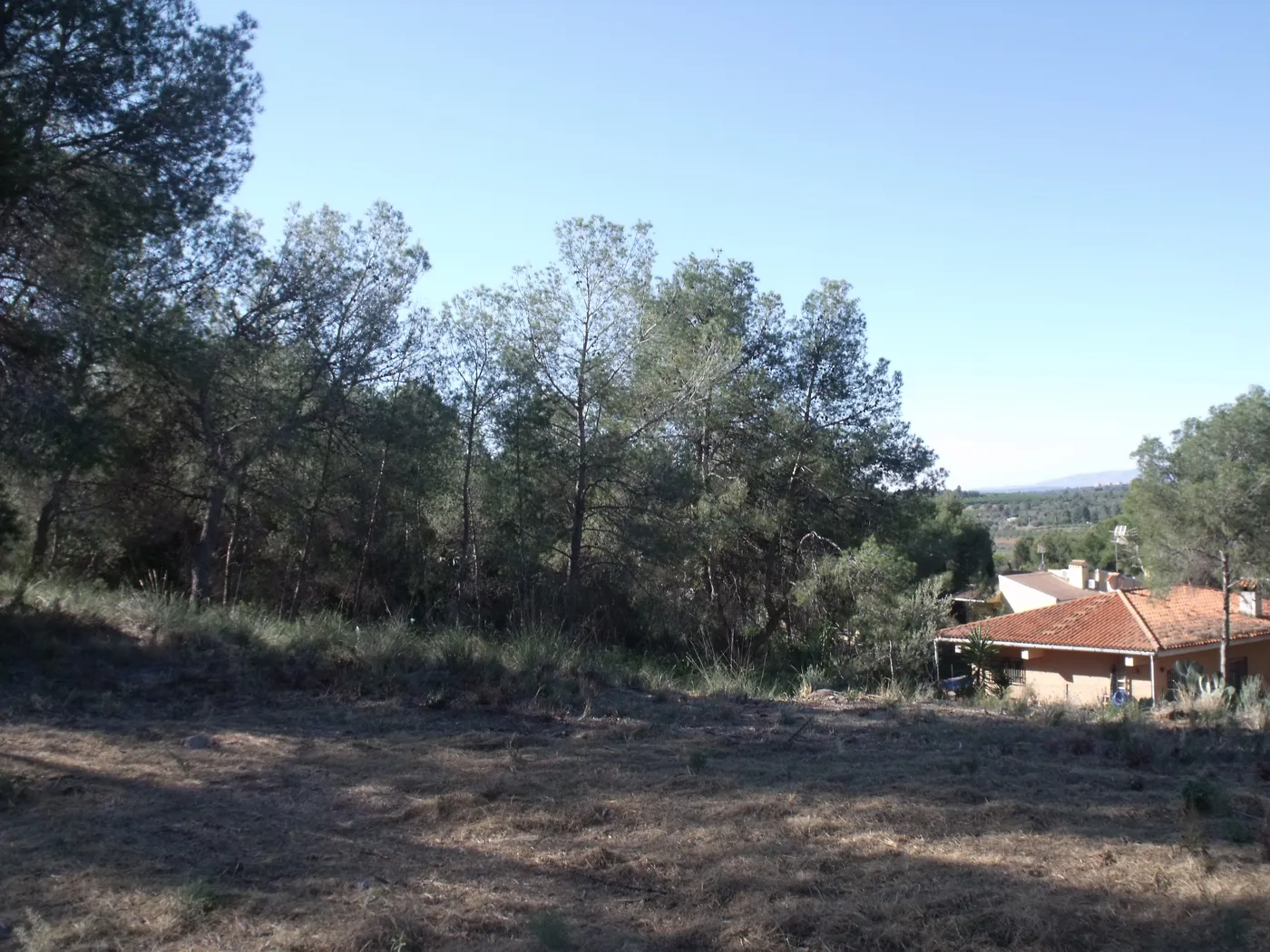 Pinada de pino carrasco en el paraje de Les Rodanes, junto a las viviendas