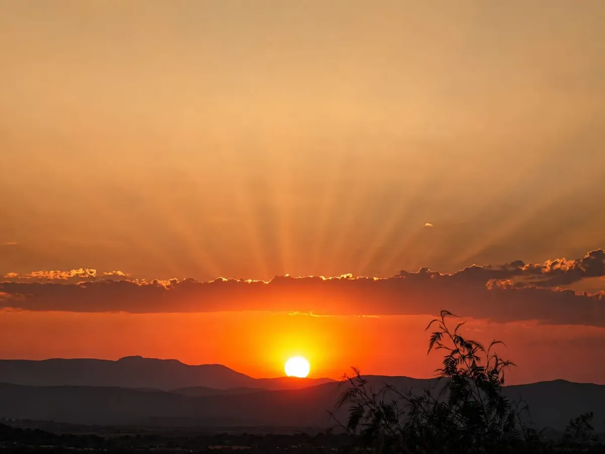 Rayos de sol al atardecer entre los pinos