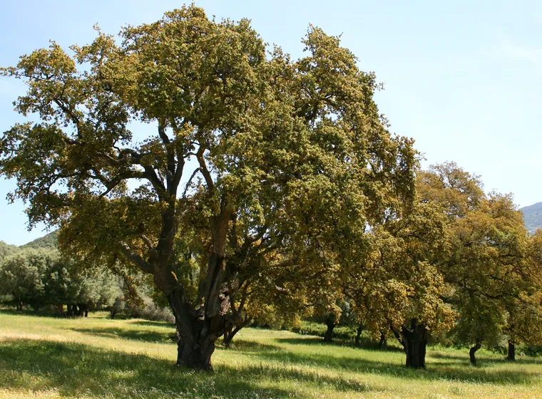 Alcornoque (Quercus suber)