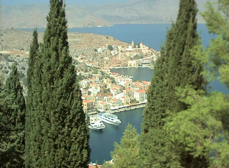 Ciprés común (Cupressus sempervirens)