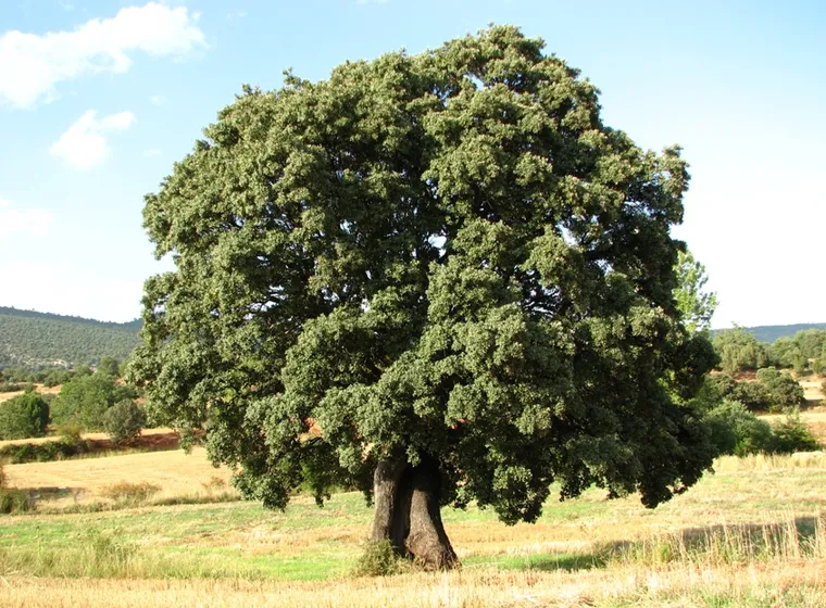 Encina (Quercus ilex)