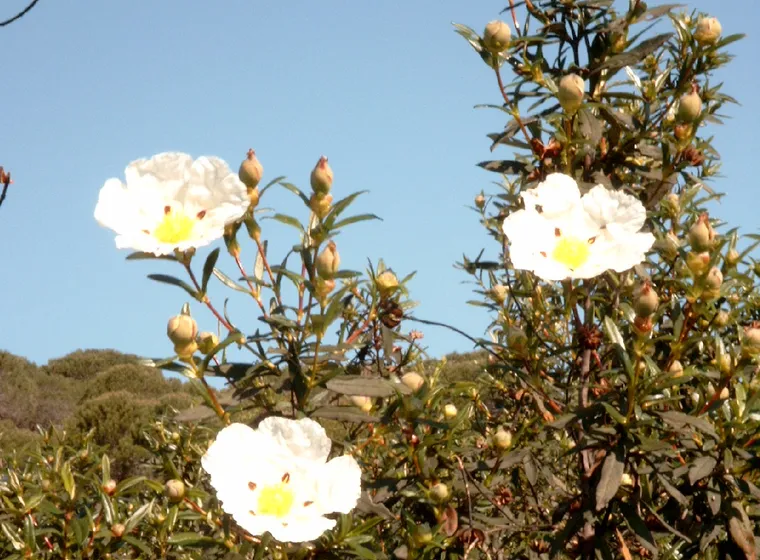 Jara (Cistus spp.)