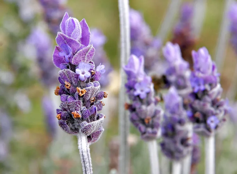 Lavanda (Lavandula spp.)