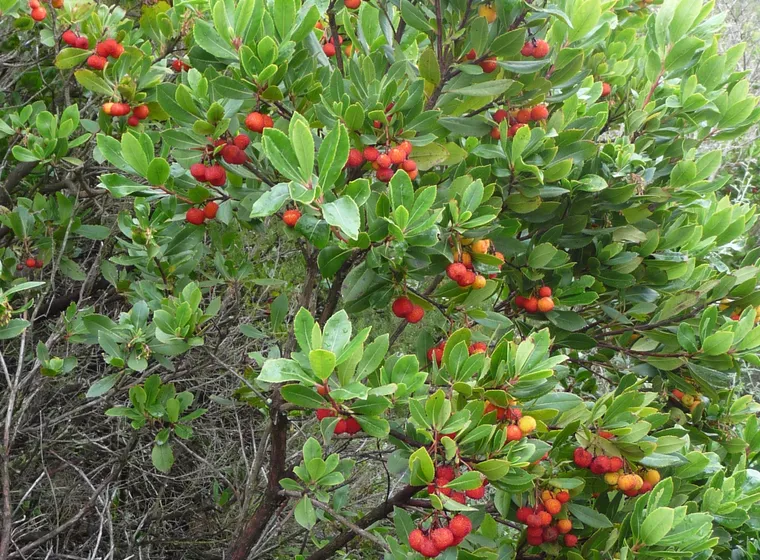 Madroño (Arbutus unedo)