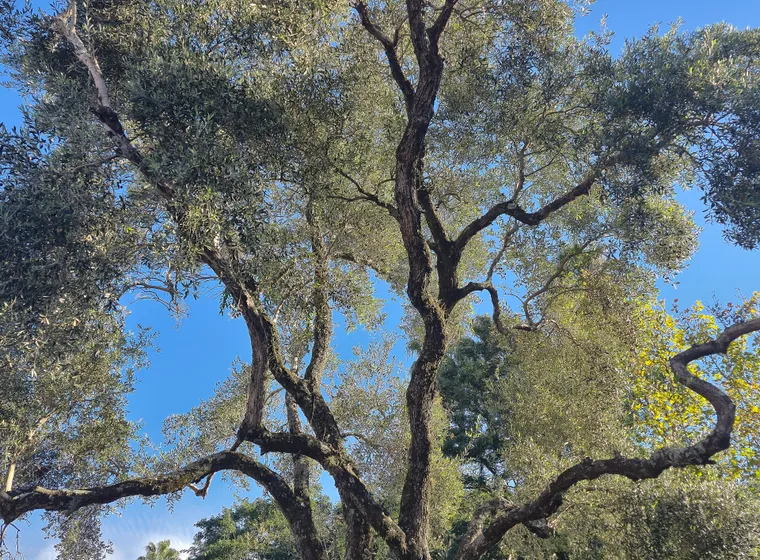 Olivo (Olea europaea)
