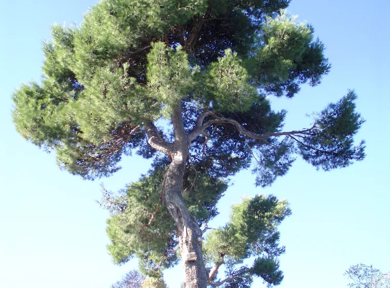 Pino carrasco (Pinus halepensis)