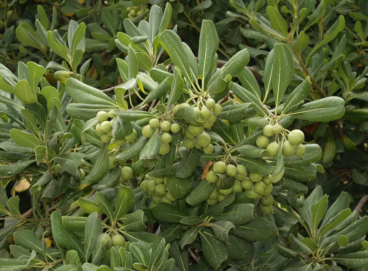 Pitósporo (Pittosporum tobira)