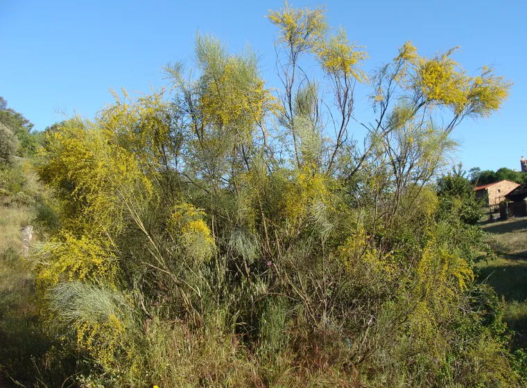 Retama (Retama sphaerocarpa)