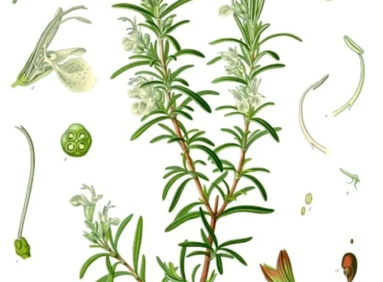 Romero (Salvia rosmarinus)